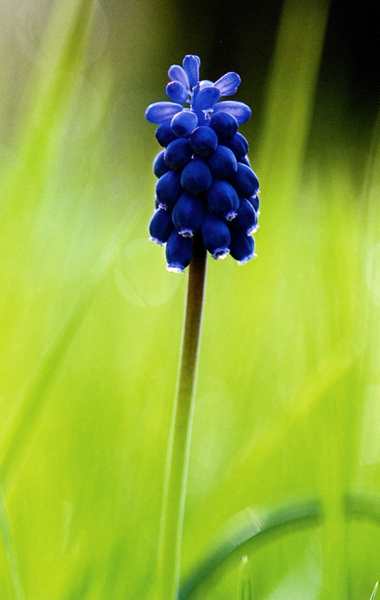 (20207)Muscari neglectum